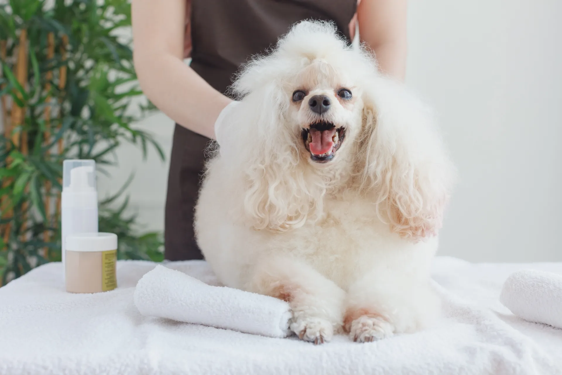 犬をシャンプーしている様子
