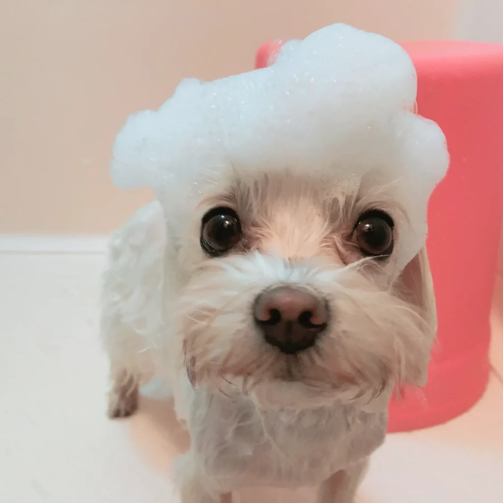 犬をシャンプーしている様子