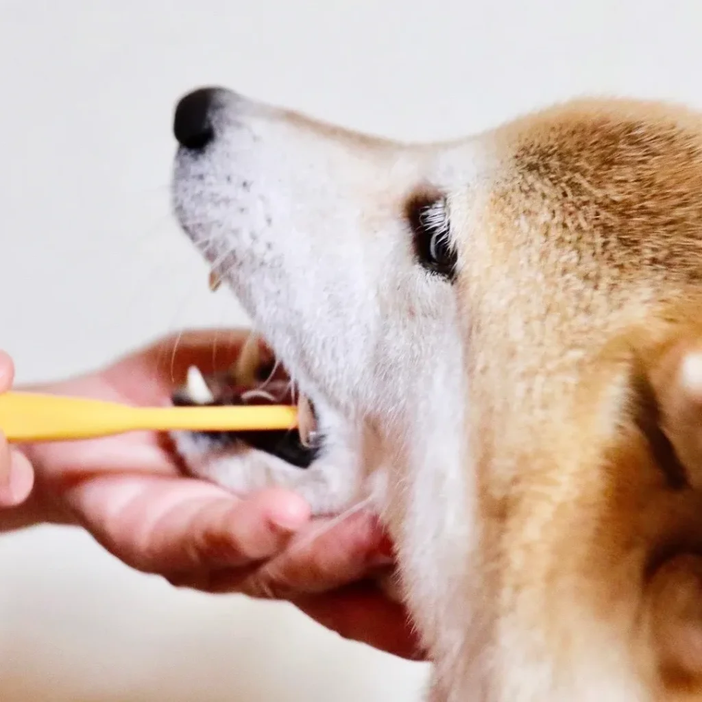 犬を歯磨きしている様子