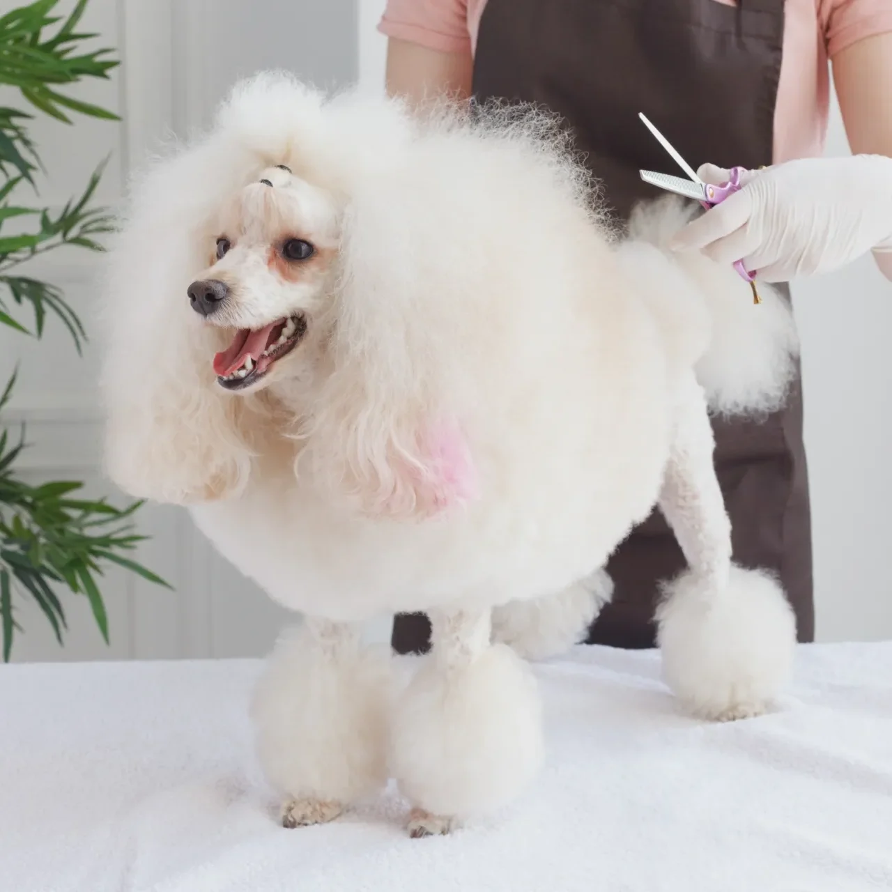 犬をトリミングしている様子